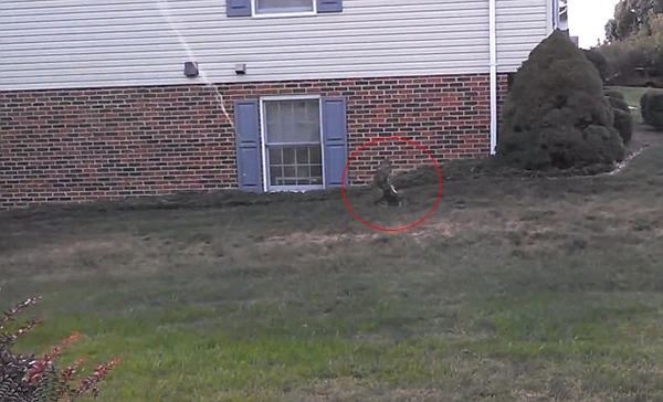 美国被救助的小野兔刚放生瞬间就被老鹰俯冲叼走