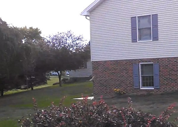 美国被救助的小野兔刚放生瞬间就被老鹰俯冲叼走