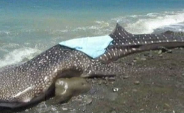 美军声纳训练5年最少导致2千万头鲸鱼和海豚搁浅