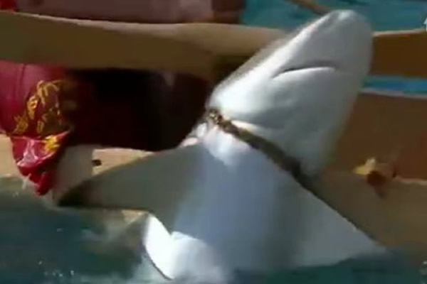 巴布亚新几内亚原住民徒手捕鲨鱼