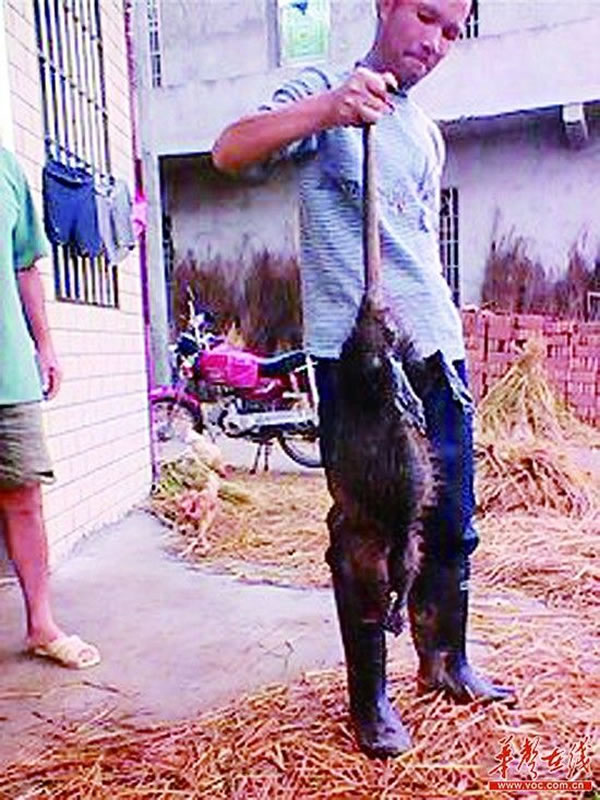 ���������������һֻ�ش����������峤90����