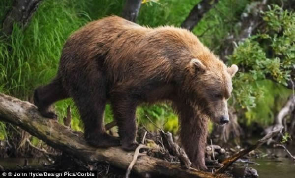 首次发现已灭绝熊类的阴茎骨化石