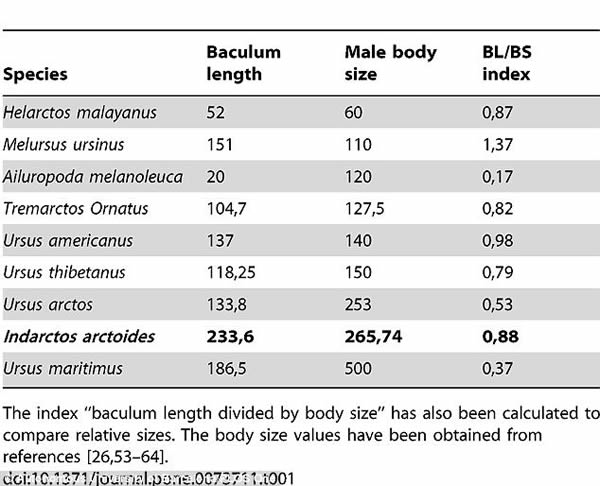 首次发现已灭绝熊类的阴茎骨化石