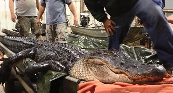 �����������Ⲷ��500���������