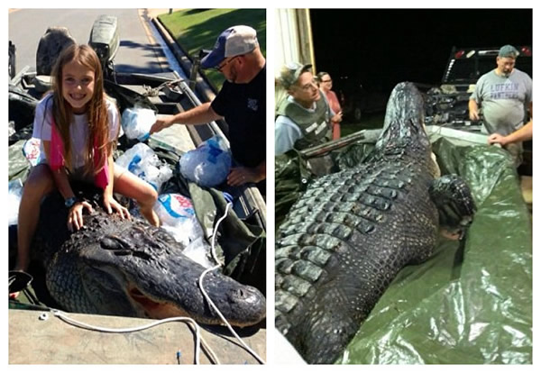 �����������Ⲷ��500���������