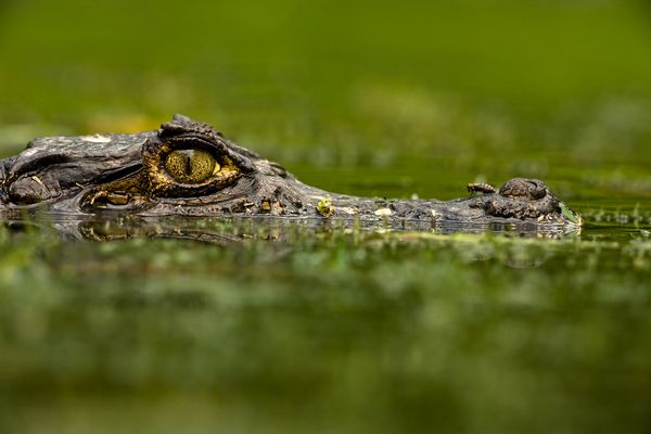 A spectacled caiman, Caiman crocodilus, sits partially submerged in water. Pesti