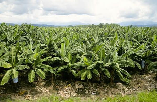 A banana plantation in the lowlands of eastern Costa Rica. Pesticides from plant