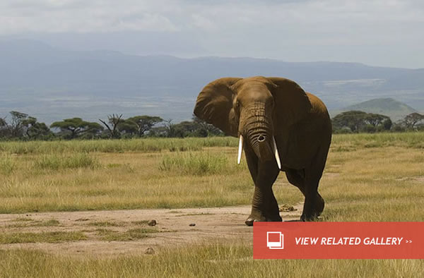 At Least 100 African Elephants Killed By Cyanide Poisoning