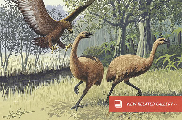 Fossil Poo Reveals Where Ancient Giant Bird Ate