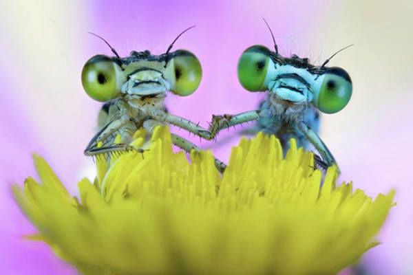 ��ֻ����ͣ����һ��Ұ����