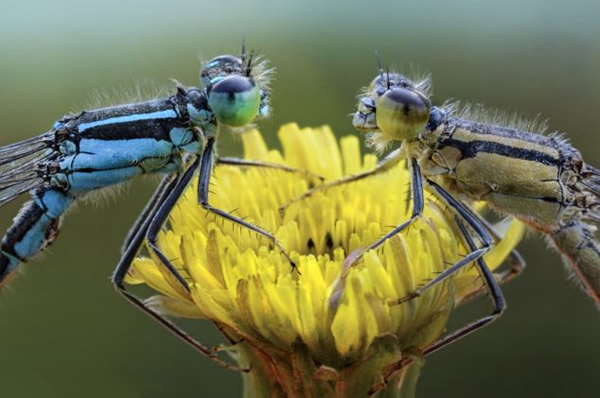 ��ֻ����ͣ����һ��Ұ����