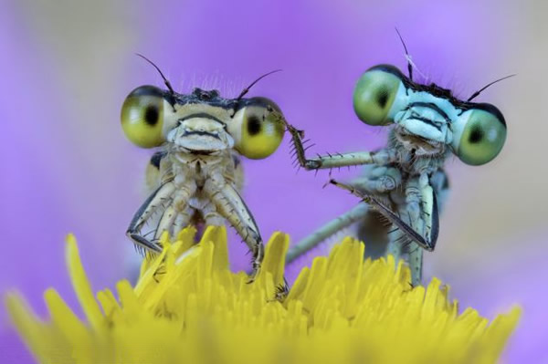 ��ֻ����ͣ����һ��Ұ����