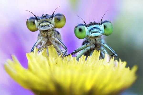 ��ֻ����ͣ����һ��Ұ����