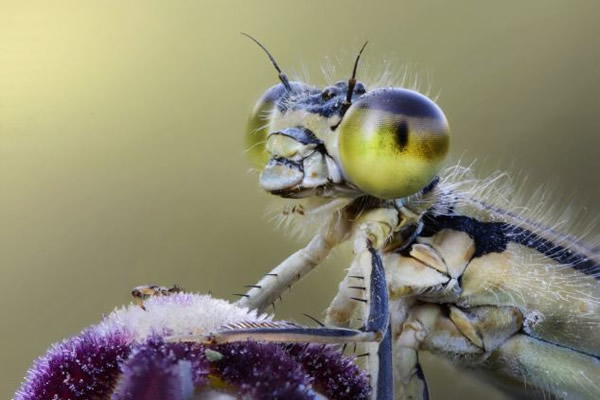 ��ֻ����ͣ����һ��Ұ����