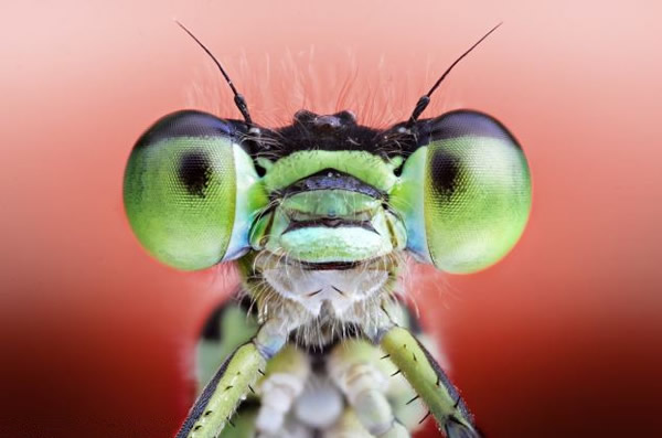 ��ֻ����ͣ����һ��Ұ����