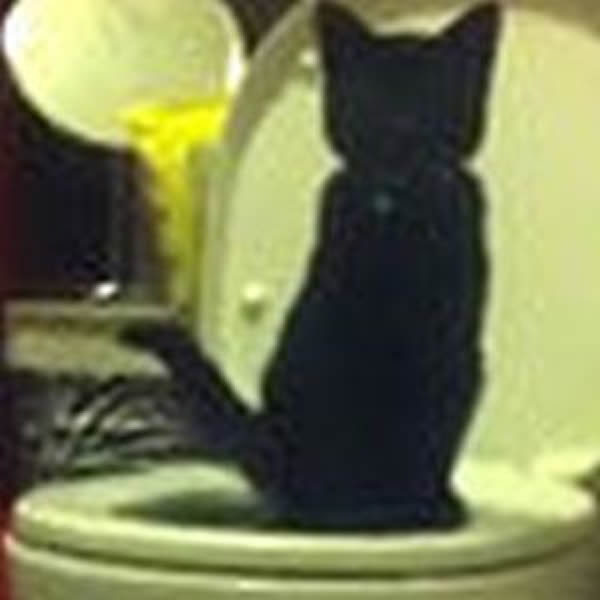 ����һ����è���ӽ̻�Сèʹ�ü���ĳ�ˮ��Ͱ