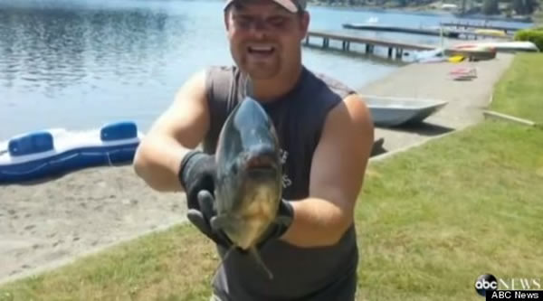 美国一名渔夫成功捕获凶残“切蛋鱼”淡水白鲳