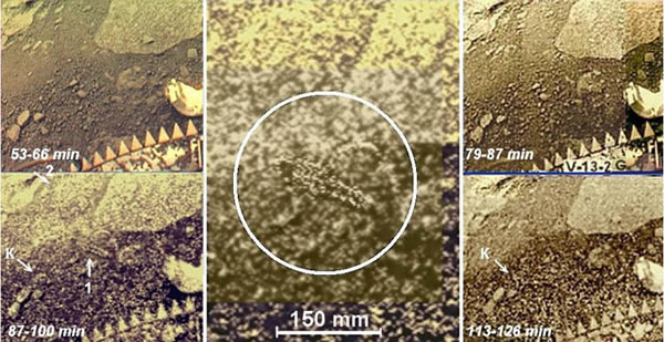 ����˹����ѧ�����Ʒ��ֽ���Ы��