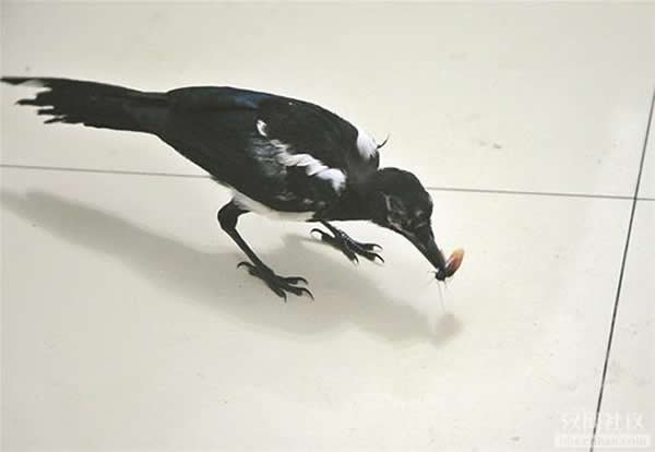 武汉男子收养一只小喜鹊能在家里抓蟑螂