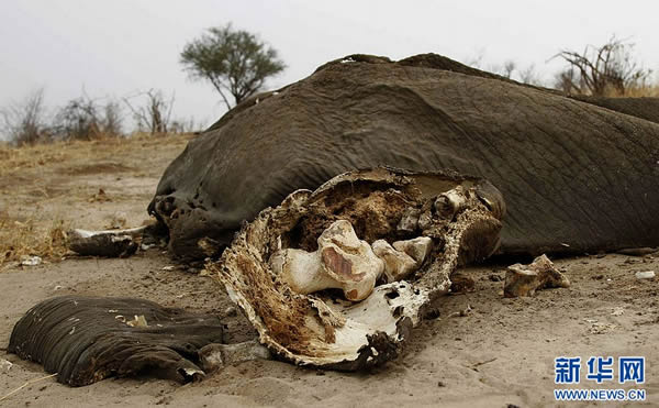 ��Ͳ�Τ����ֻҰ������������߶�ɱ