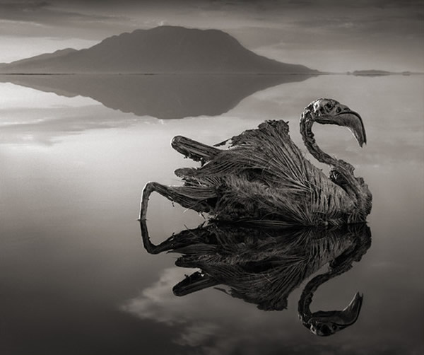 坦桑尼亚恐怖“纳特龙湖”使任何碰触到湖水的动物化为石头