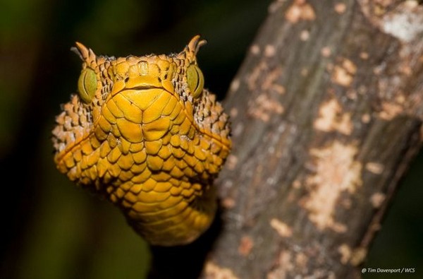 全球最毒的蛇：马蒂达角蝰