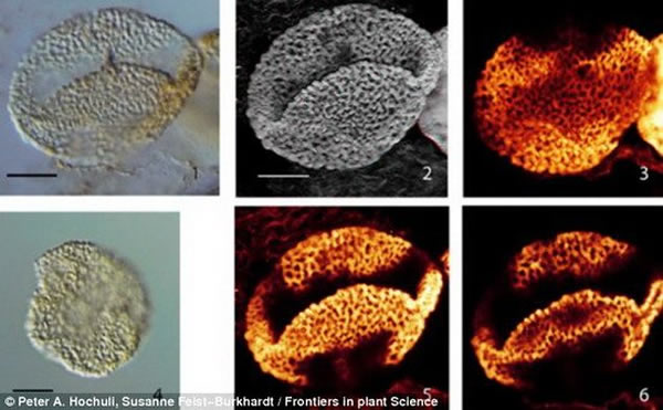 瑞士科学家发现2.45亿年前花粉颗粒,其特征与开花植物相符