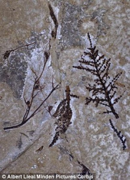 花粉颗粒较坚硬且数量较大,比脆弱的花瓣更容易在化石中发现。图片左侧是金凤花植物化石标本,图片右侧是早期水生被子植物