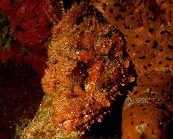 石头鱼躲在海绵的后面