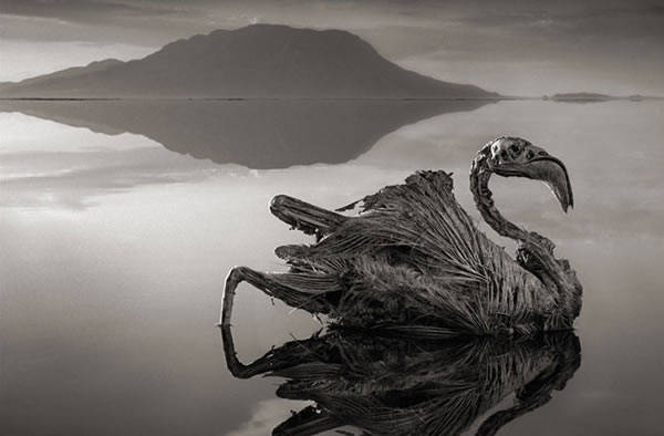 The body of a flamingo on Lake Natron, as captured by photographer Nick Brandt.