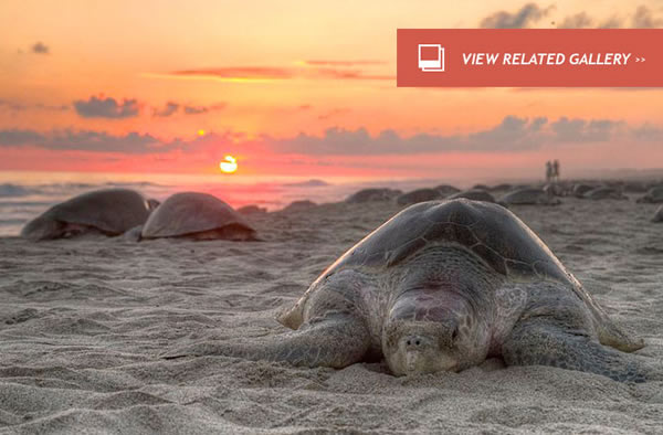 Thousands of Turtles Killed By Longline Fishing