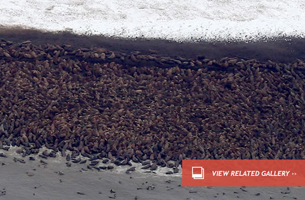 10,000 Walruses Gather on Shore as Ice Retreats