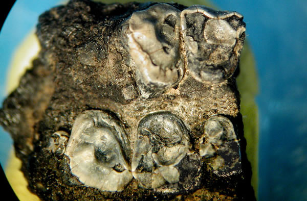 The diminutive Krabia minuta fossil was unearthed in Thai coal mines.