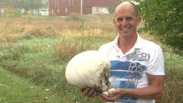 美国密西根州男子在自家后院发现全球最大蘑菇：巨型马勃