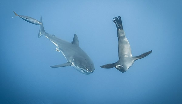 һͷ��ʨ����Ϸ�������