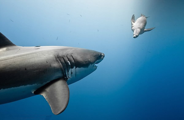 һͷ��ʨ����Ϸ�������