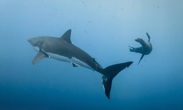 һͷ��ʨ����Ϸ�������