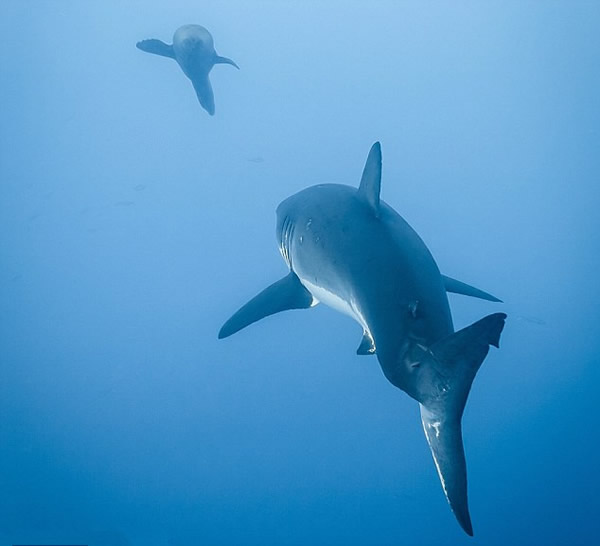 һͷ��ʨ����Ϸ�������