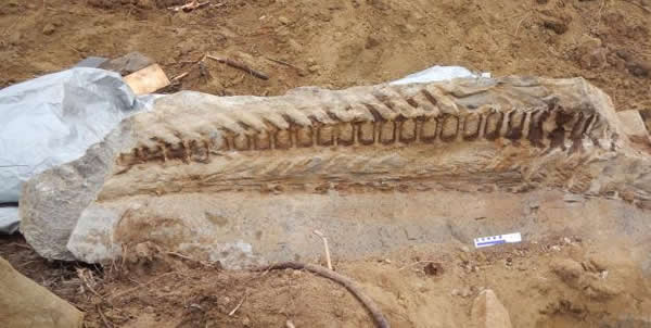 加拿大阿尔伯塔省发现鸭嘴龙尾骨化石