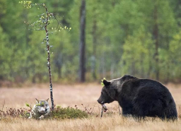 ����������Ұһͷ���Ի���ͬһͷ�������ܳɺ���