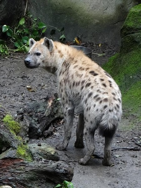 斑点鬣狗的咬合力是哺乳动物中最强