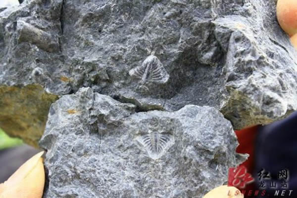 ��Ҷ�滯ʯ������(��)�ͱ���(��)