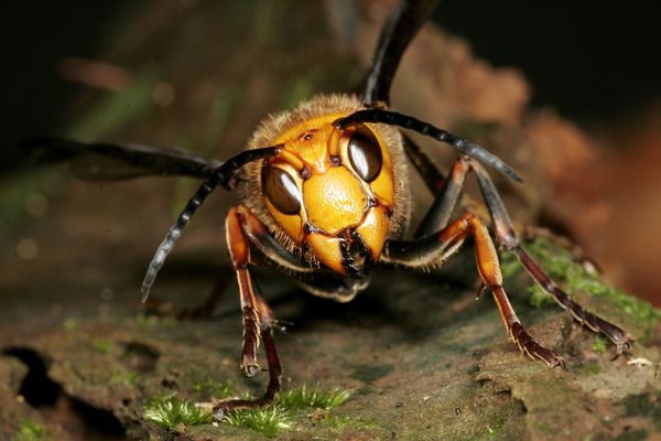 The giant hornet is native to East and Southeast Asia.