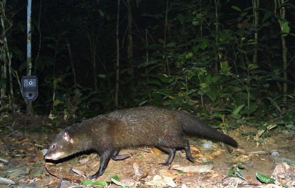 A marsh mongoose. Photograph courtesy Laila Bahaa-el-din, Panthera