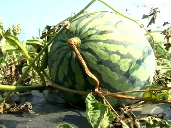 西瓜的秘密:顺着西瓜的花纹切就可以轻易剔除瓜籽