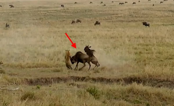 ţ��������ͷ�ϵ�˫�ǳɹ��ѻ������ܣ�����Сţ�硣