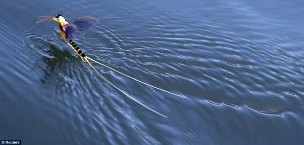 �����������Ӵ�Ⱥ��β��������ǰ���ˮ������