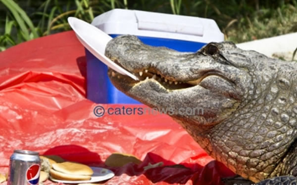 ��������һ����������ˮ�дܳ�͵��Ұ���ֳ��ĺ�����