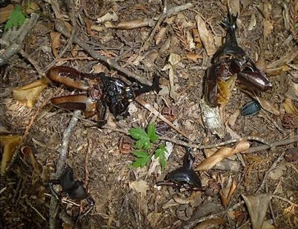 �ձ�ɭ�־���300ֻ�����촦�ļ׳�