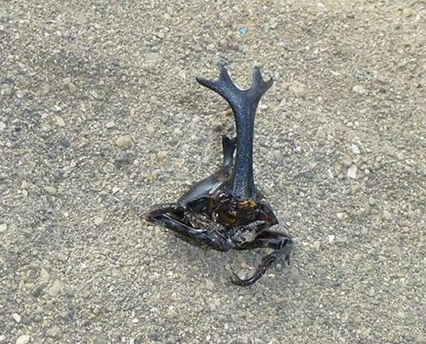 �ձ�ɭ�־���300ֻ�����촦�ļ׳�